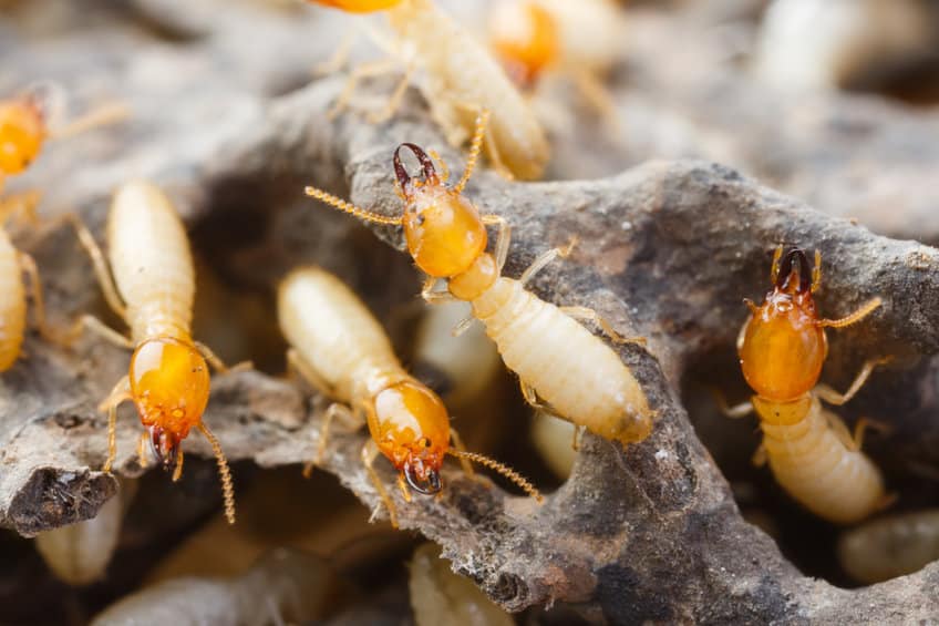 Tout savoir sur la protection contre les termites