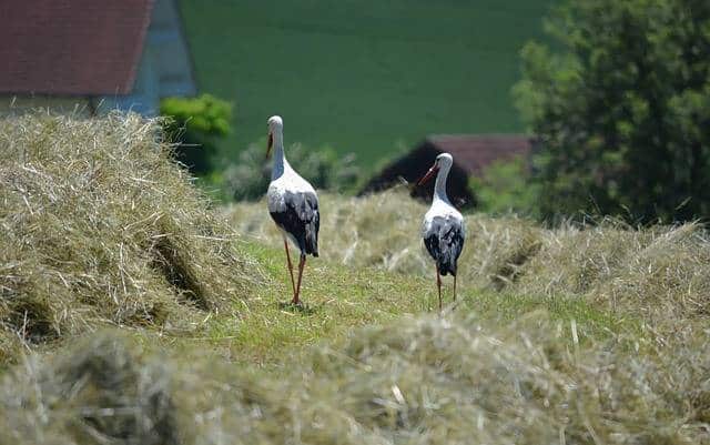 dommages des oiseaux sur les cultures agricoles