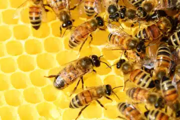 Comment utiliser la propolis pour renforcer son système immunitaire ?